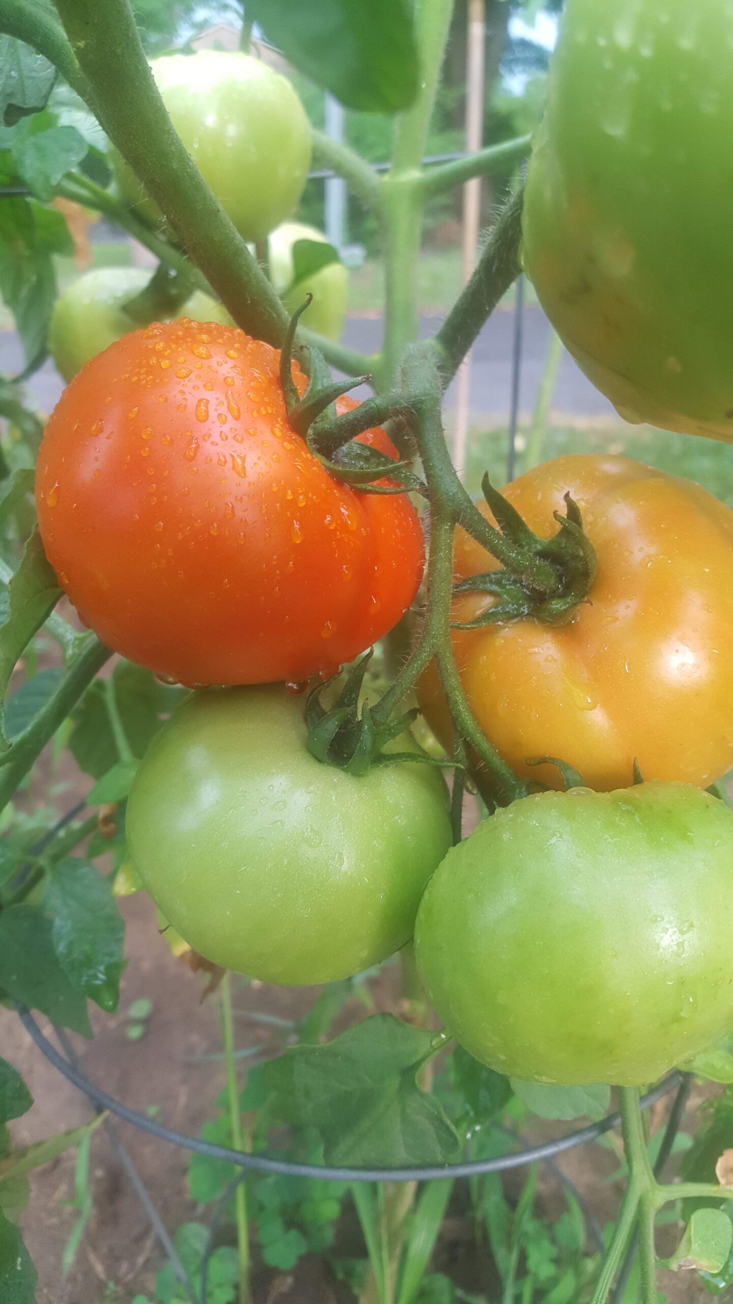 tomtoms